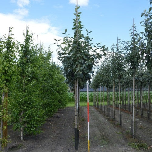 Bergoxel - Sorbus latifolia &