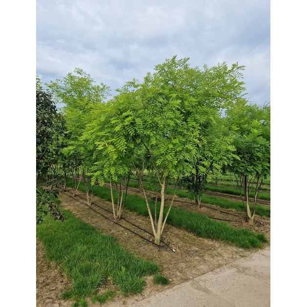 Pagodipuu - Sophora japonica 300-350 MS