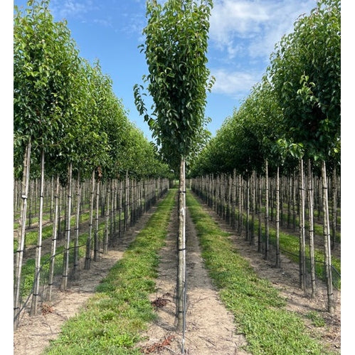 Pieni kiinalainen päärynä - Pyrus calleryana &