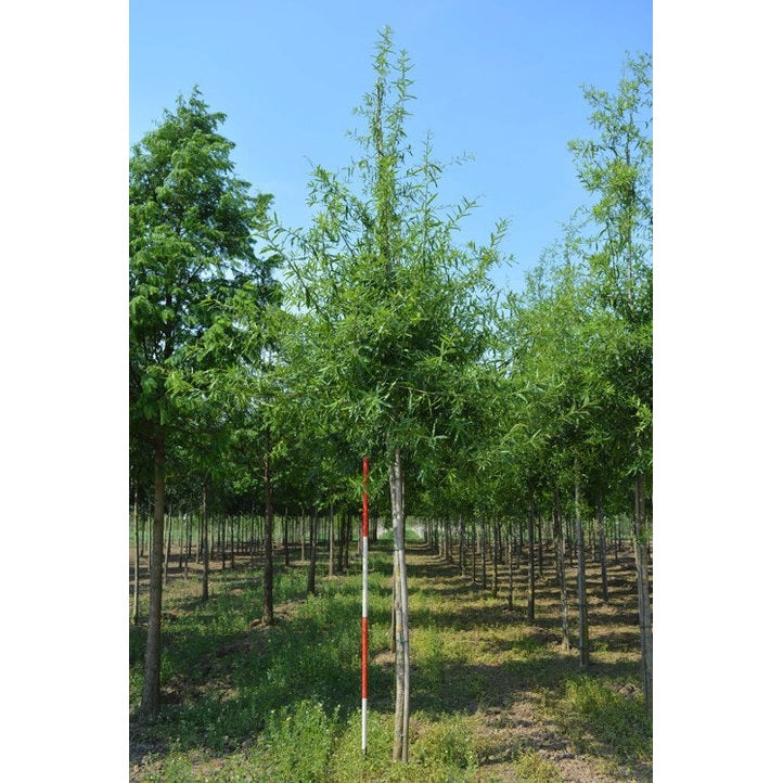 Pilek - Quercus phellos - Rungon ympärys 16-18 cm, korkeus 3,5-4 metriä, HS,