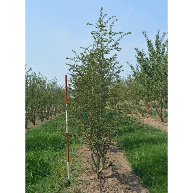 Ruusuhäkkilä - Crataegus media &
