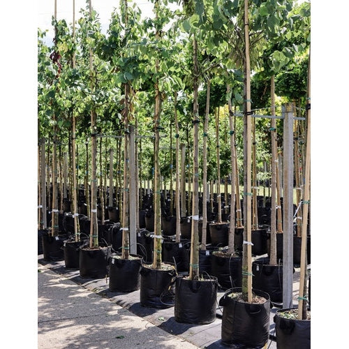 Judaspuu - Cercis siliquastrum 12-14 HS, CONT