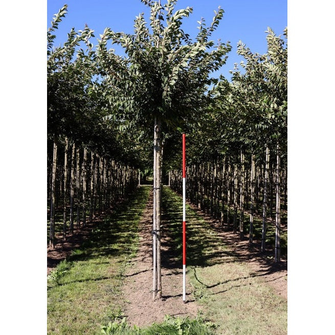 Talvikirsikka - Prunus subhirtella &