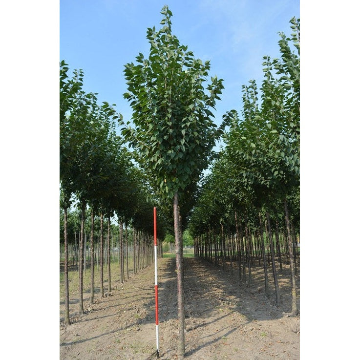 Mahonkikirsikka - Prunus schmittii - Rungon ympärys 16-18 cm, korkeus 3,5-4 metriä, HS,