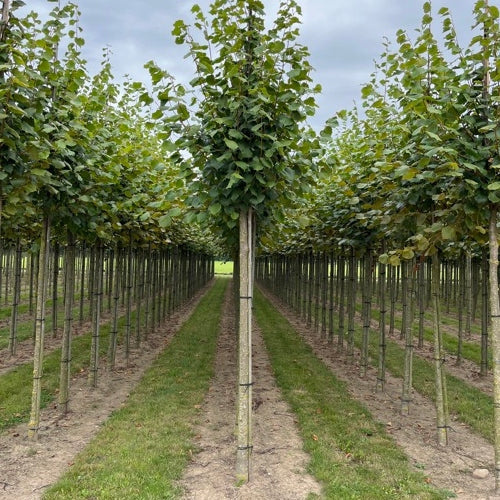 Parklind - Tilia europaea &