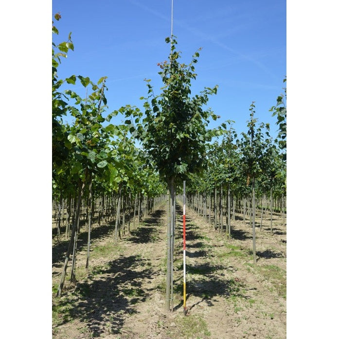 Lehtikuusi - Tilia cordata - Rungon ympärys 16-18 cm, korkeus 3,5-4 metriä, HS,