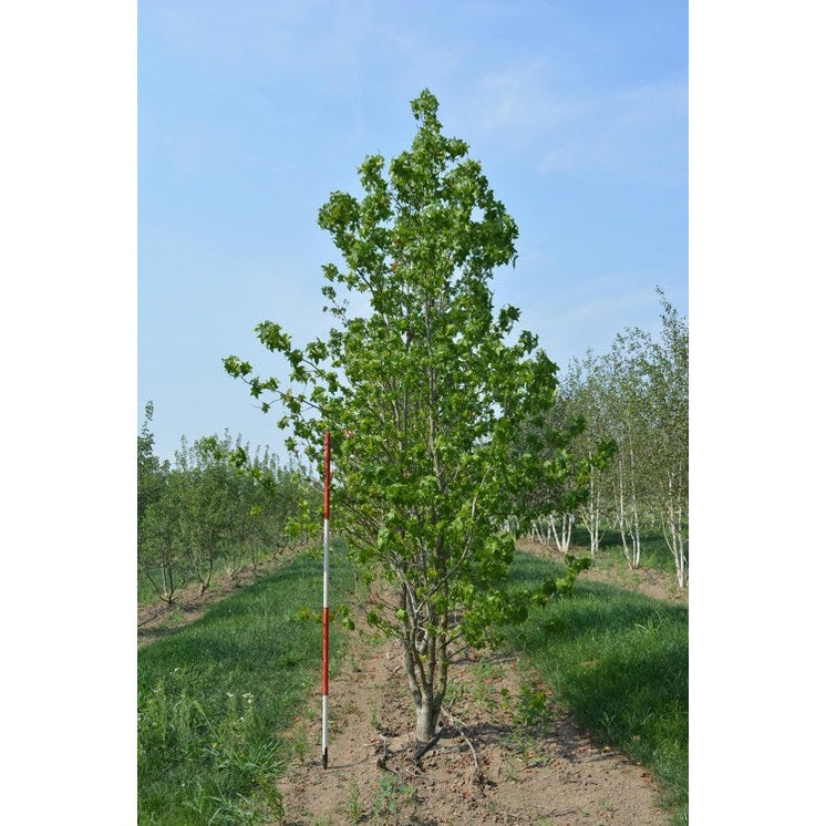 Ambrapuu - Liquidambar styraciflua 400-450 MS COCO