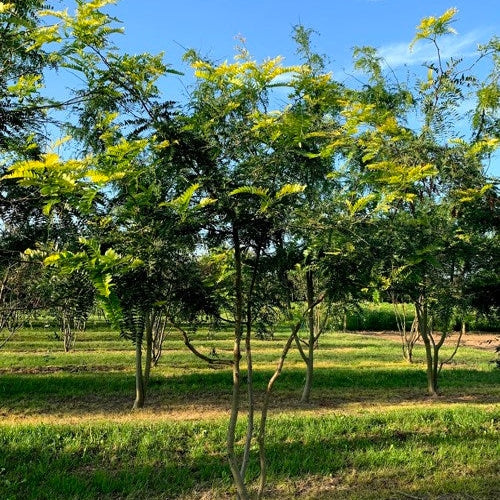 Korstörne - Gleditsia triacanthos &
