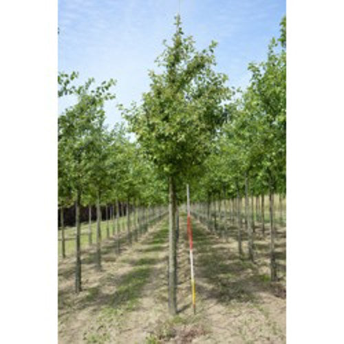 Koristeomenapuu - Malus &