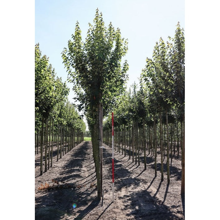 Punavuori - Acer rubrum &