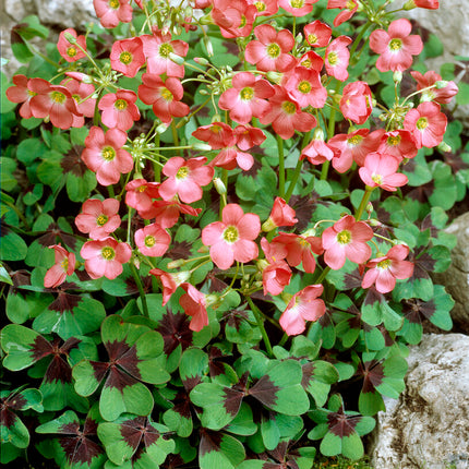 Rosettoxalis-Oxalis Deppei 20-pack