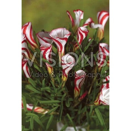 Polkagrisoksalis-Oxalis Versicolor 5-pakkaus