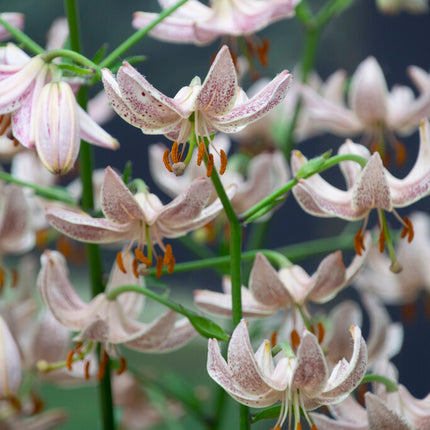 Krollilja-Lilium martagon 'Pink Morning' 1-pack