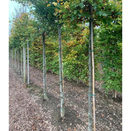 Buki -Fagus sylvatica - Rungon ympärys 16-18 cm, korkeus 3,5-4 metriä, HS,