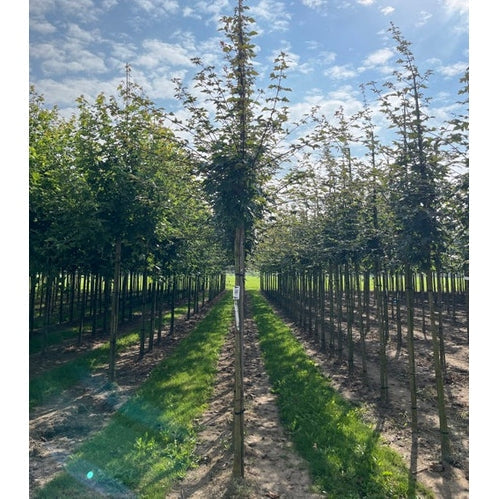 Tanskalainen vaahtera - Acer zoeschense &