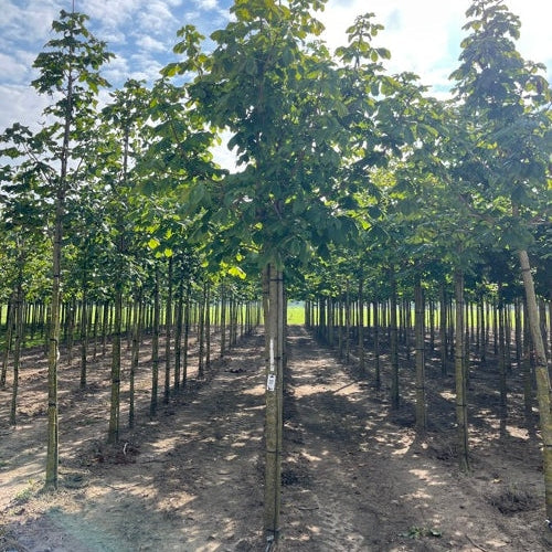 Hevoskastanja - Aesculus hippocastanum &