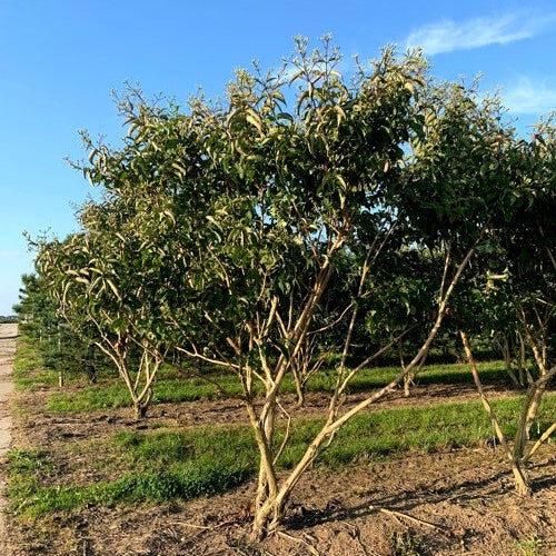 Kaprifoli - Heptacodium miconioides 300-350 MS