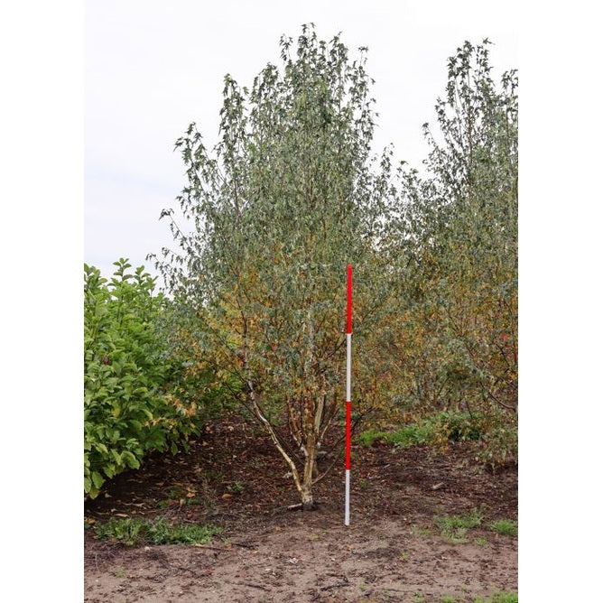 Lehtipajukko - Betula pendula &