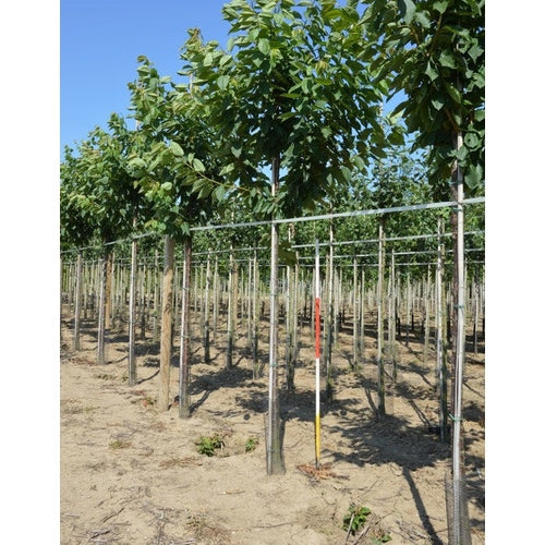 Makeat kirsikat - Prunus avium &