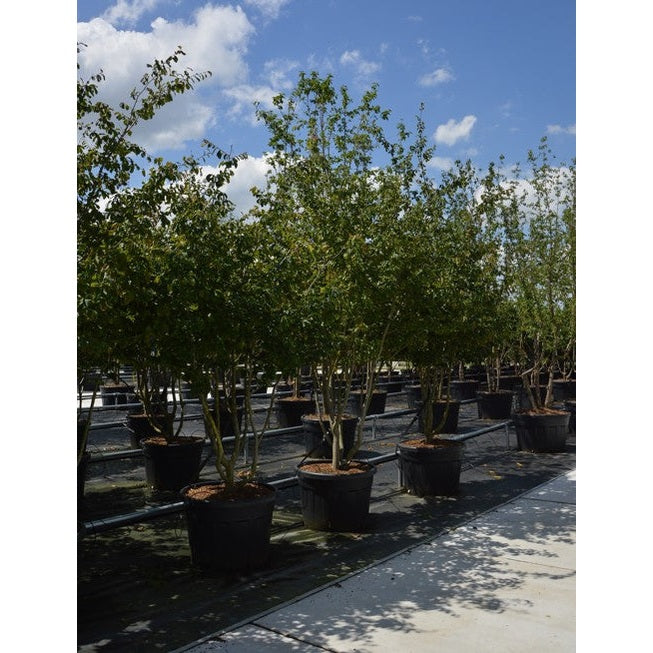 Papukaijapensas - Parrotia persica 300-350 MS CONT
