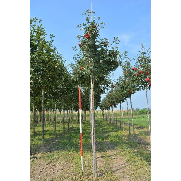 Oksat - Sorbus intermedia &