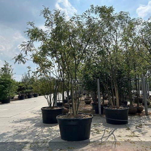 Pagodipuu - Sophora japonica 350-400 MS CONT