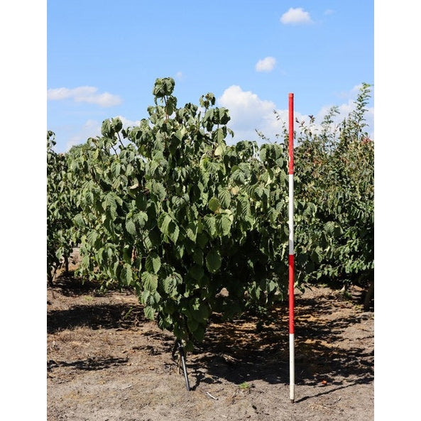 Nenäliinapuu - Davidia involucrata 200-250 MS
