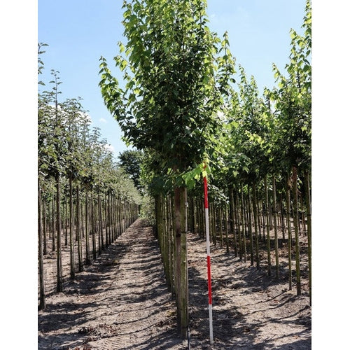 Punavuori - Acer rubrum &