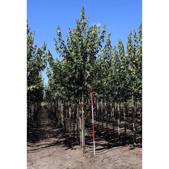 Punavuori - Acer rubrum - Rungon ympärys 14-16 cm, korkeus 3,5-4 metriä, HS, COCO