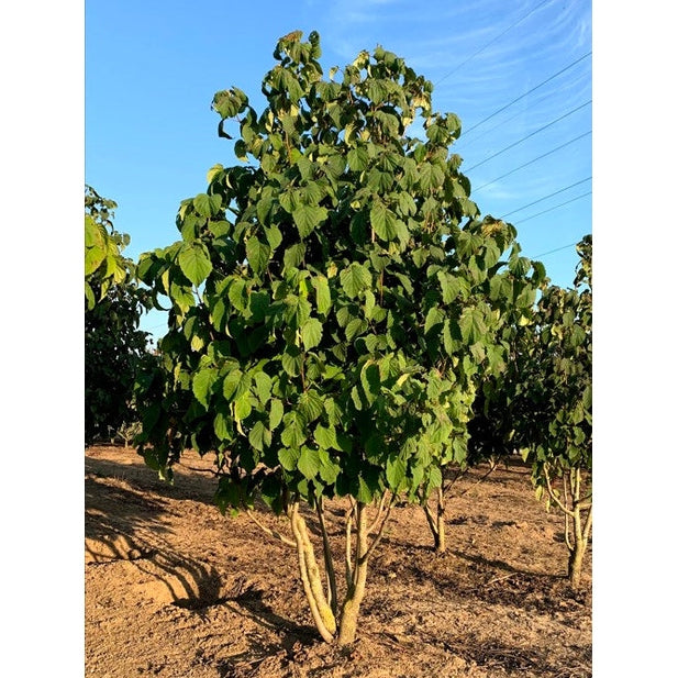 Nenäliinapuu - Davidia involucrata 350-400 MS