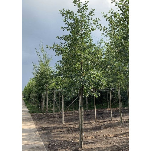 Klibbal - Alnus glutinosa - Rungon ympärys 18-20 cm, korkeus 4 +/- metriä, HS,