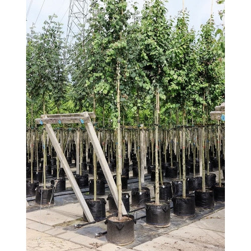 Katsura - Cercidiphyllum japonicum - Rungon ympärys 16-18 cm, korkeus 3,5-4 metriä, HS, CONT