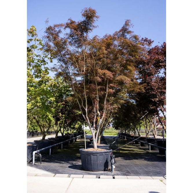 Japanilainen vaahtera - Acer palmatum &