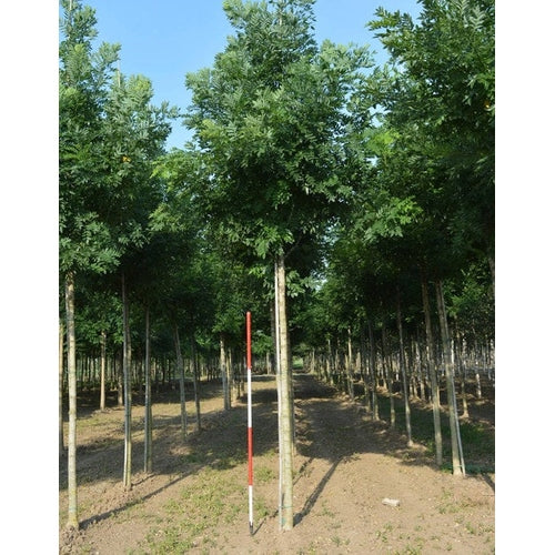 Pagodipuu - Sophora japonica PRINCETON UPRIGHT - Rungon ympärysmitta 20-25 cm, korkeus 4-4,5 metriä, HS,