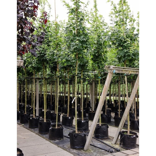 Sokerivaahtera - Acer saccharum - Rungon ympärysmitta 14-16 cm, korkeus 3,5-4 metriä, HS, CONT