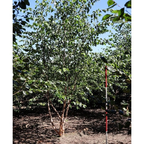 Musta koivu - Betula nigra 350-400 MS DRKL