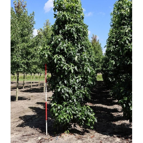 Ambrapuu - Liquidambar styraciflua &