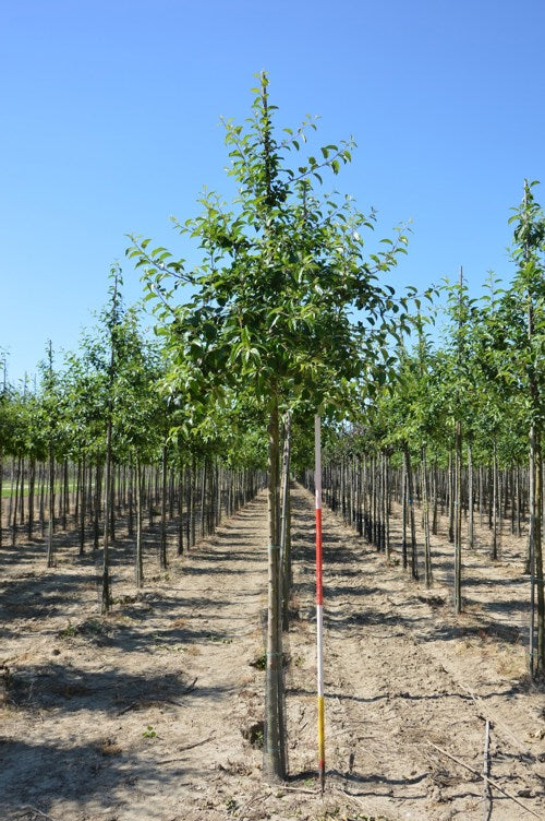 Koristeomenapuu - Malus &