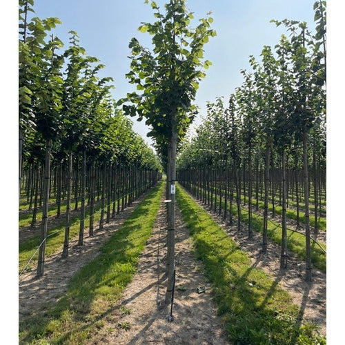 Bohuslind -Tilia platyphyllos - Rungon ympärysmitta 14-16 cm, korkeus 3,5-4 metriä, HS,