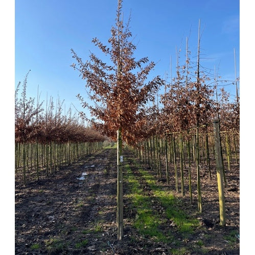 Turkkilainen tammi - Quercus cerris - Rungon ympärysmitta 14-16 cm, korkeus 3,5-4 metriä, HS,