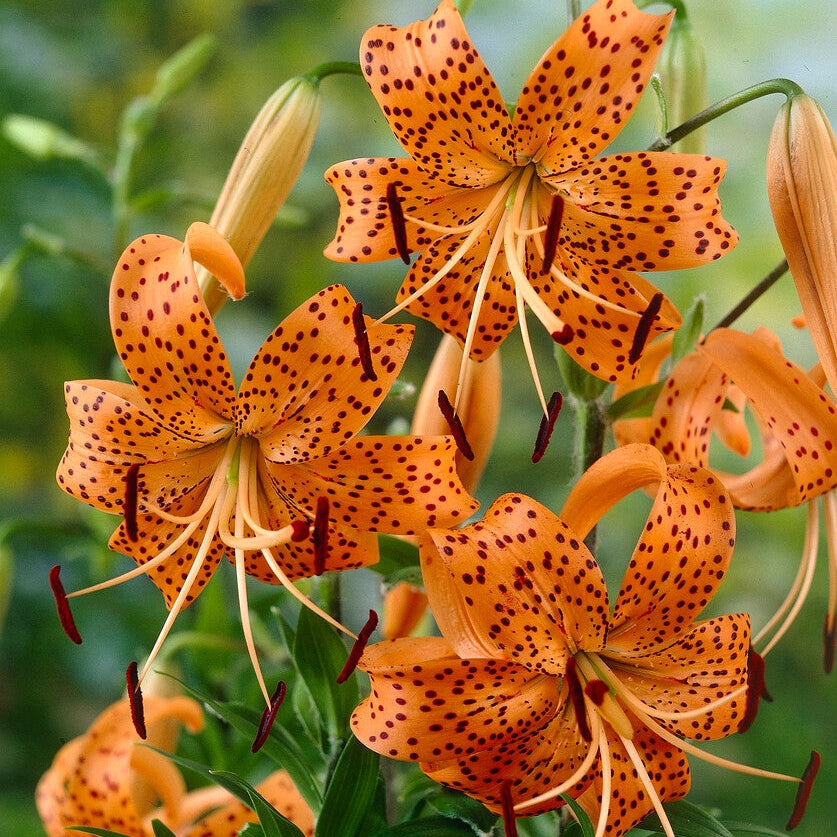 Itämainen lilja - Lilium Oriental Tigriin. Splendens 2-pakkaus