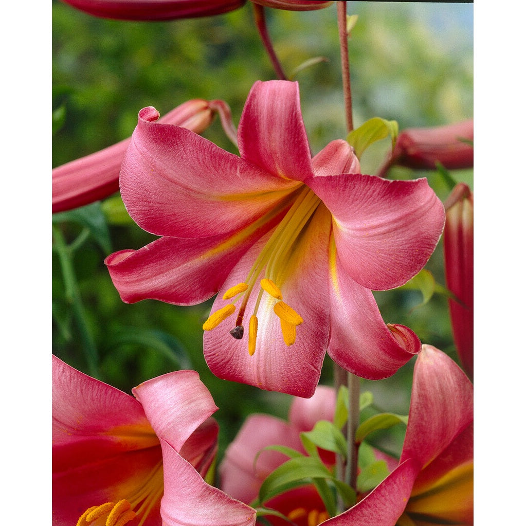Trumpettiliilia-Lilium Pink Perfection 2-pakkaus
