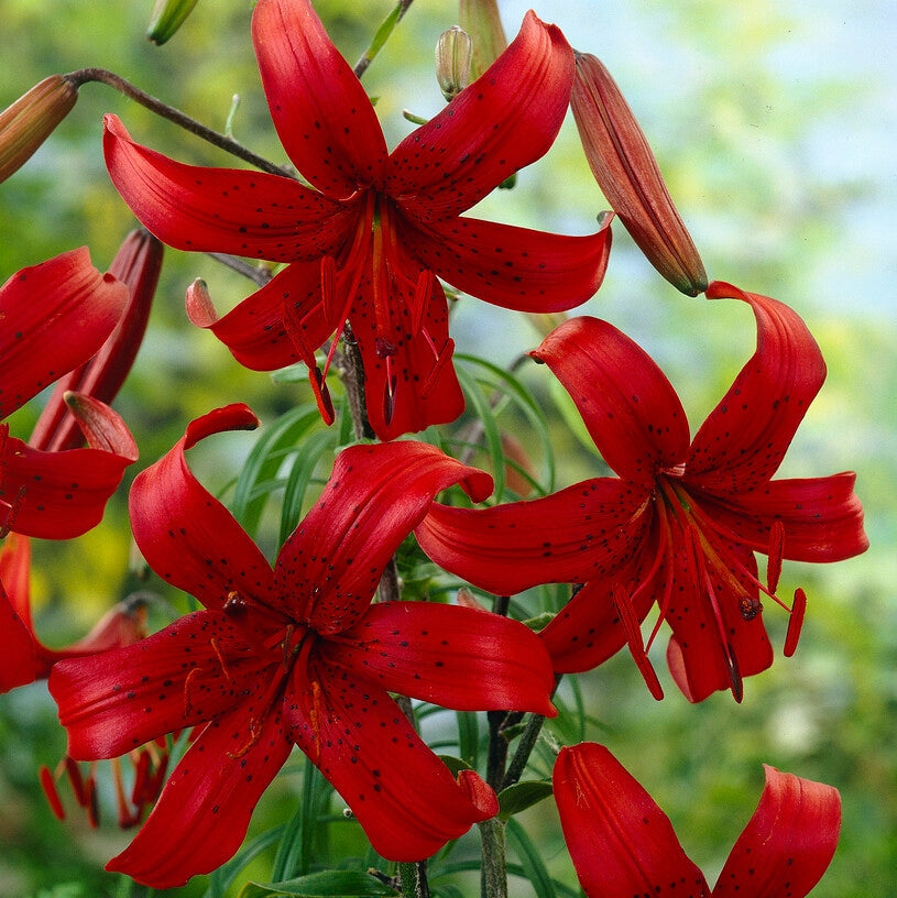 Asiatlilja-Lilium Red Velvet 2-pack UUTUUS