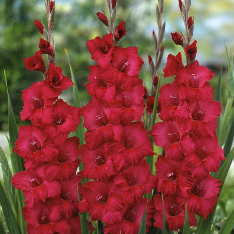 Gladiolus Plumtart 10-pakkaus