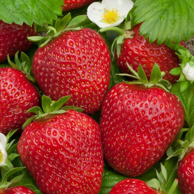 Mansikka-Kirsikka Marja 3-pack