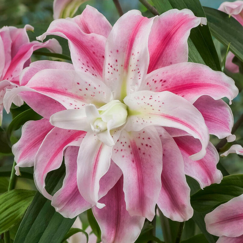 Lilja-Lilium Sweet Rosy 1-pakkaus