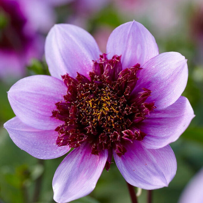 Dahlia Anemon Blue Bayou 1-paketti