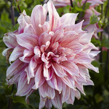 Dahlia Dekoratiiv Striped Emory Paul 1-pack UUTUUS
