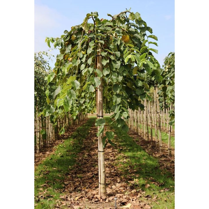 Ripustuspoppeli - Ulmus glabra &