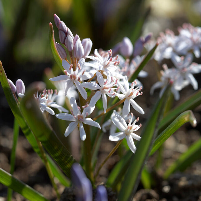 Tidig blåstjärna-Scilla bifolia 'Bifolia Rosea' 10-pack